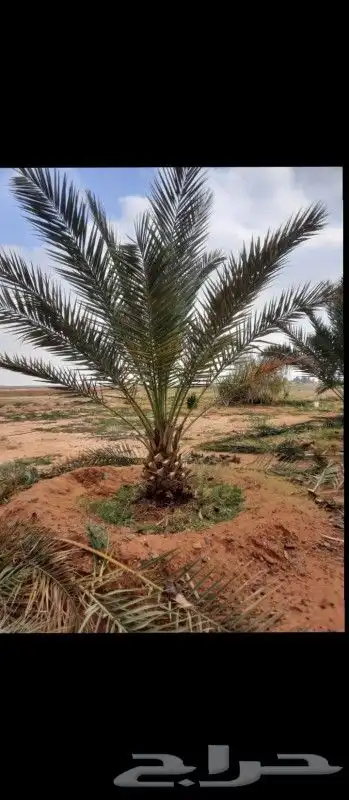 يتوفر الدينا نخيل عربي ممتاز الطلب حسب النوع المطلوب والمقاس 7