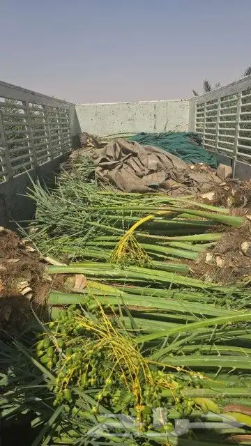 يوجد الدنيا جميع أنواع اتخيل وجمع المقست المختلفهه 055913841 2