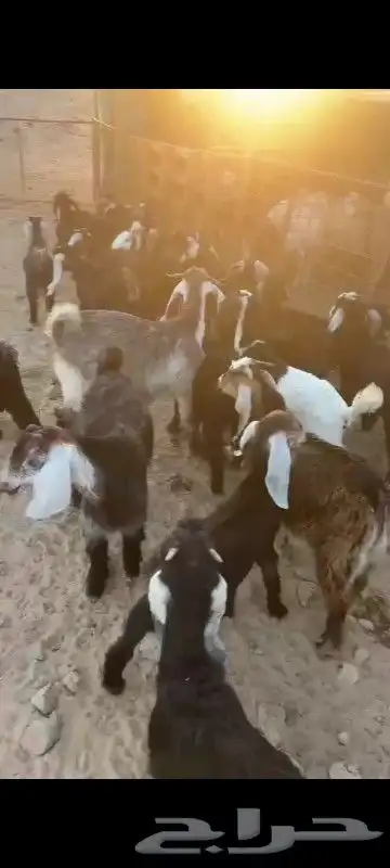 بهم تربيه وبهم مندي 2