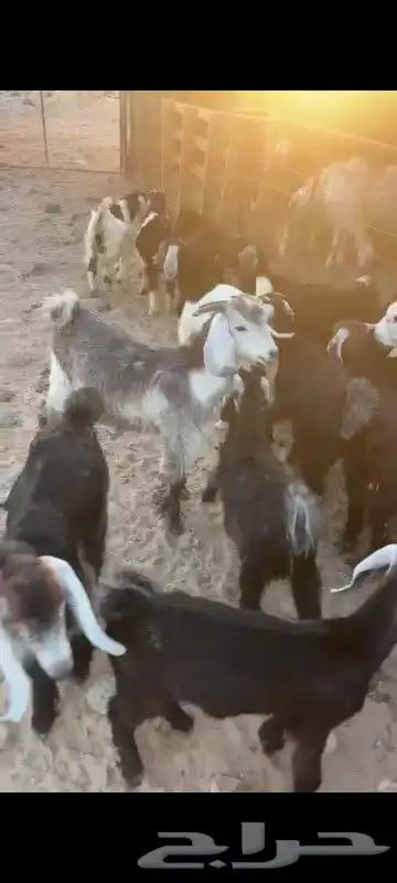 بهم تربيه وبهم مندي 3