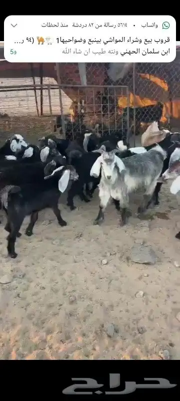 بهم تربيه وبهم مندي 1