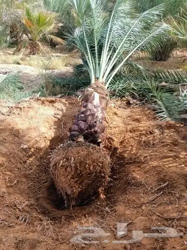 ازالة ترتيب النخيل والاشجارو 12