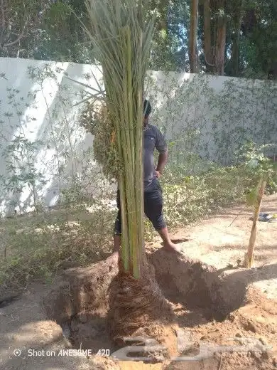 يوجد الدنيا جميع أنواع اتخيل وجمع المقست المختلفهه 055913841 1