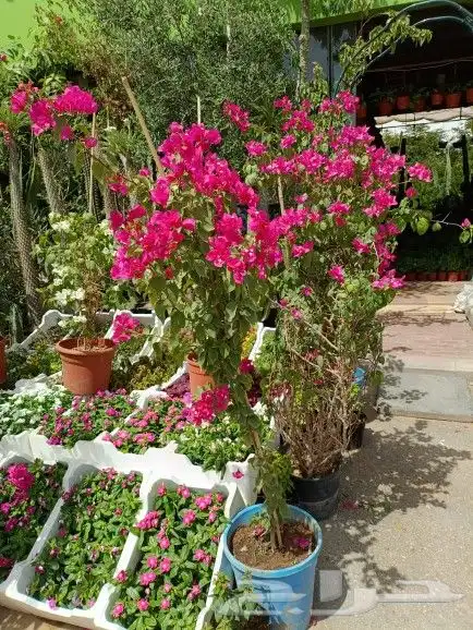 مشتل تنسيق حدائق 0