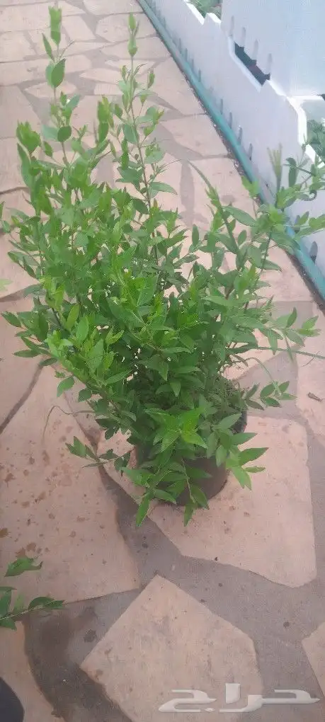 مشتل تنسيق حدائق 2