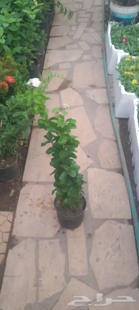 مشتل تنسيق حدائق 1
