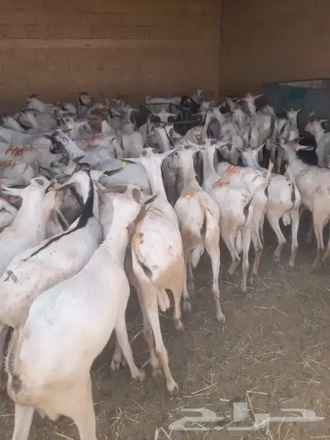 موقعنا مكة الرياض الباحة تبوك الخرج 32