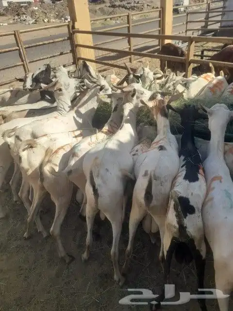 موقعنا مكة الرياض الباحة تبوك الخرج 38