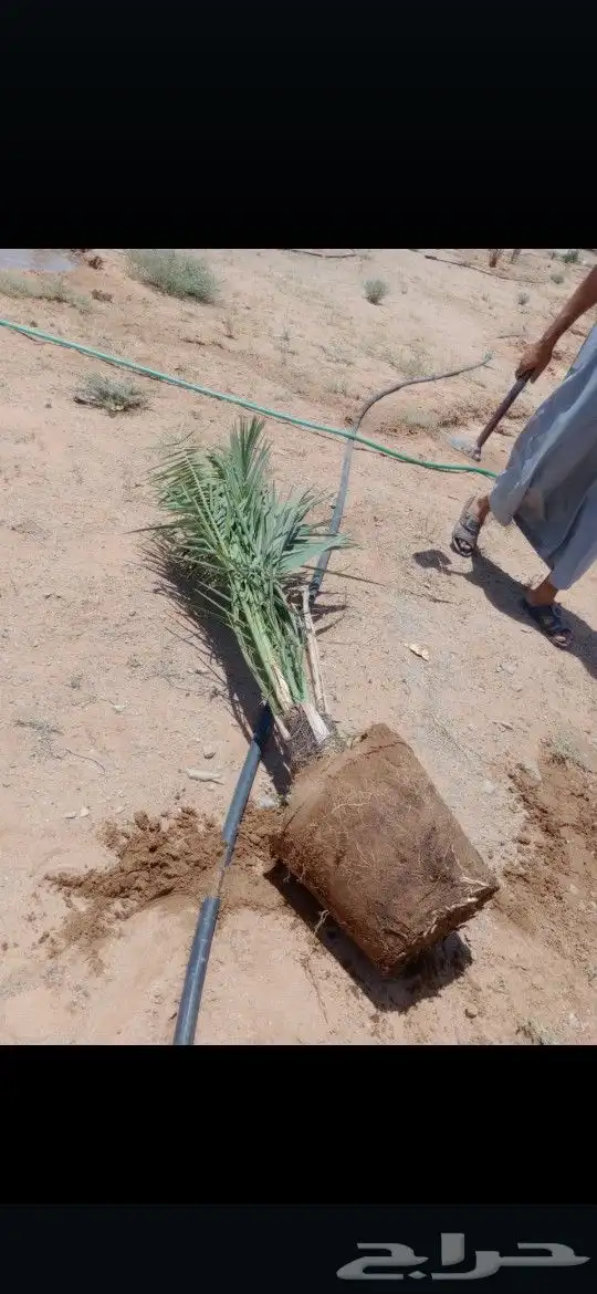 يتوفر الدينا نخيل عربي ممتاز الطلب حسب النوع المطلوب والمقاس 0