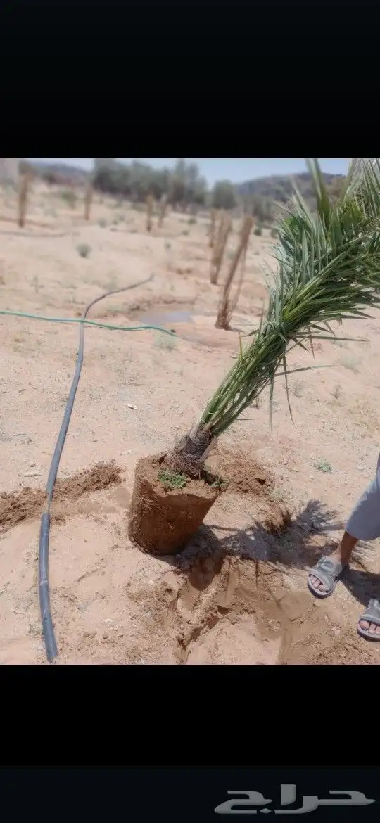 يتوفر الدينا نخيل عربي ممتاز الطلب حسب النوع المطلوب والمقاس 1