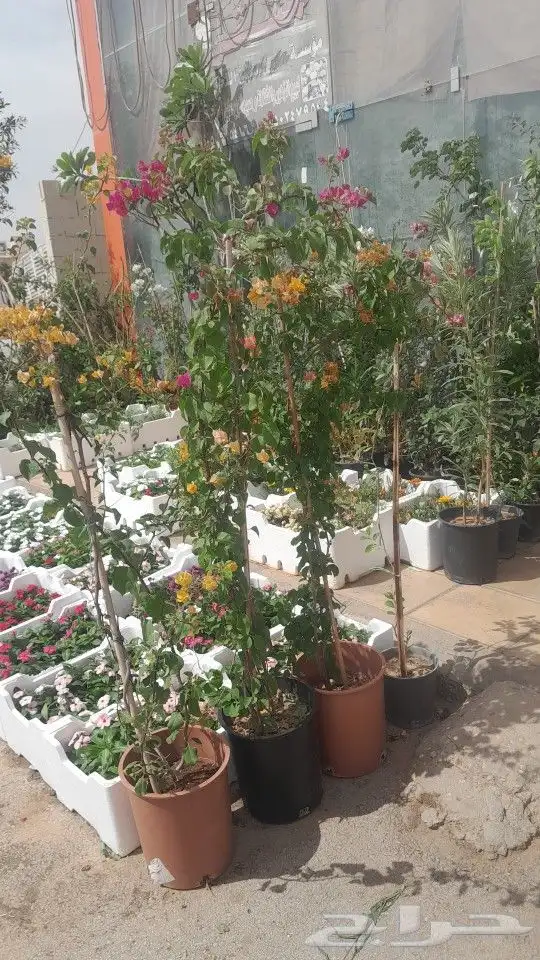 مشتل تنسيق حدائق 6