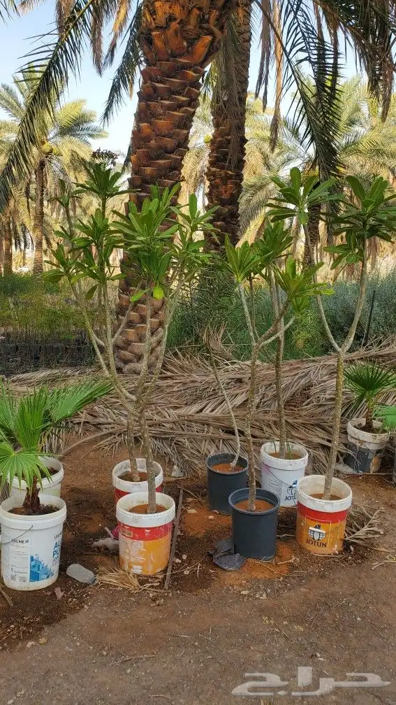 عندي كم شجره يسمين للبيع كبير 0