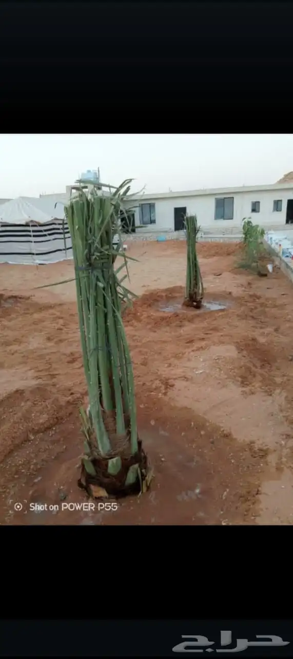يوجد لدينا جميع انواع النخيل المثمرة وزينه 2