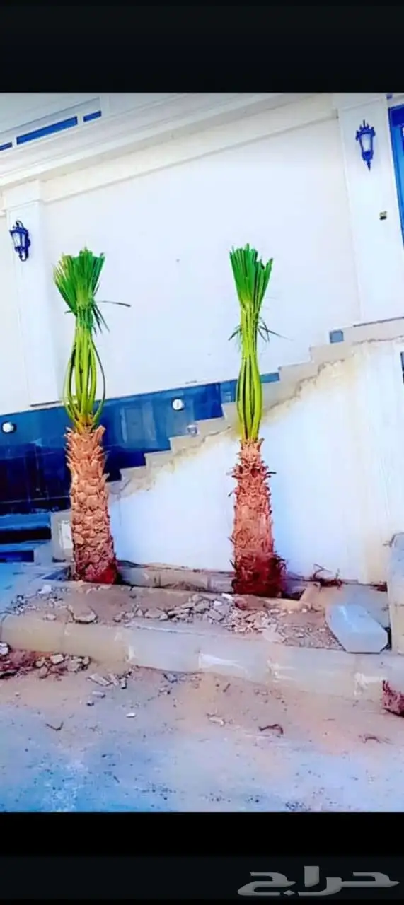 يوجد لدينا جميع انواع النخيل المثمرة وزينه 0