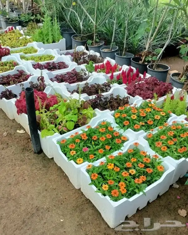 ازالة ترتيب النخيل والاشجارو 11