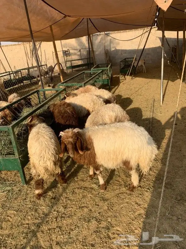 موقعنا مكة الرياض الباحة تبوك الخرج 35