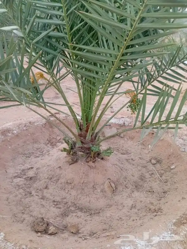 يتوفر الدينا نخيل عربي ممتاز الطلب حسب النوع المطلوب والمقاس 4