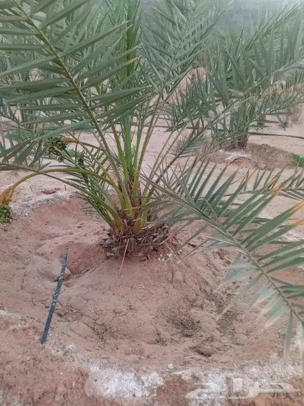 يتوفر الدينا نخيل عربي ممتاز الطلب حسب النوع المطلوب والمقاس 5