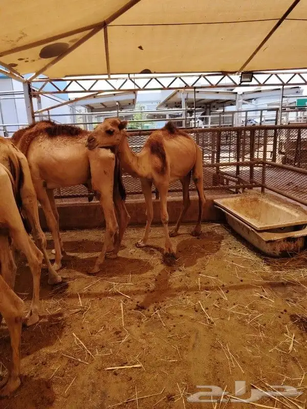 غنم بربري وتيوس بربري وحاشي استيراد صومالي 2