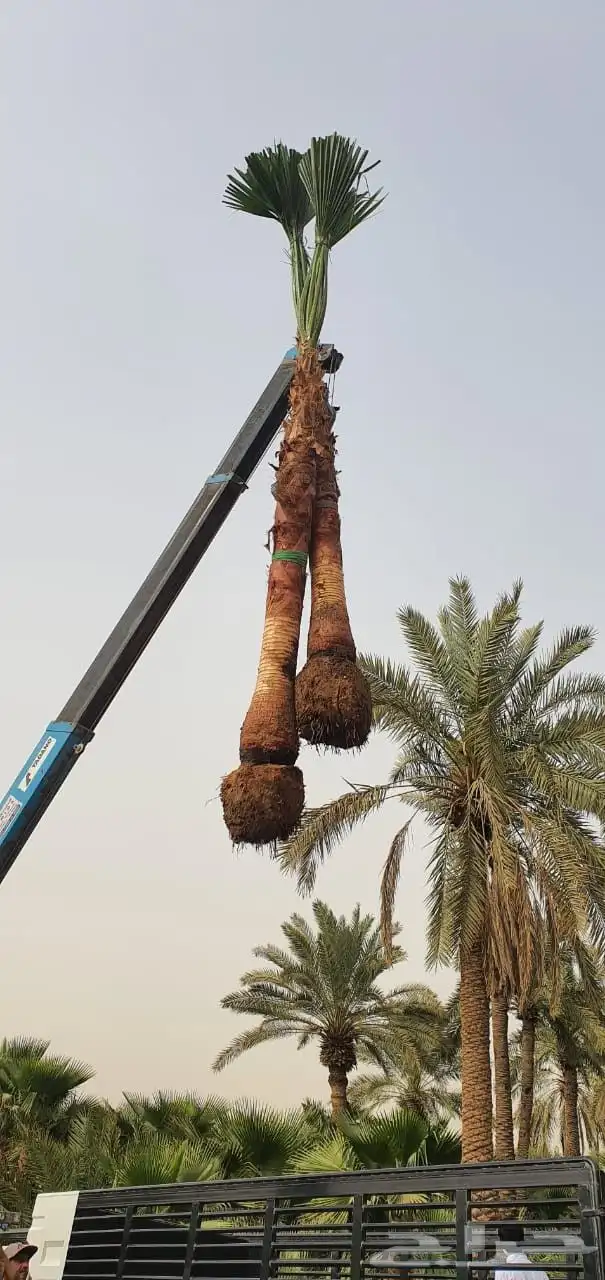 لجميع اعمال انخيل وشبوك ولحجر ولبلك ولبلاط وتلبيس 1