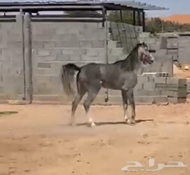 فرس_واهو 3