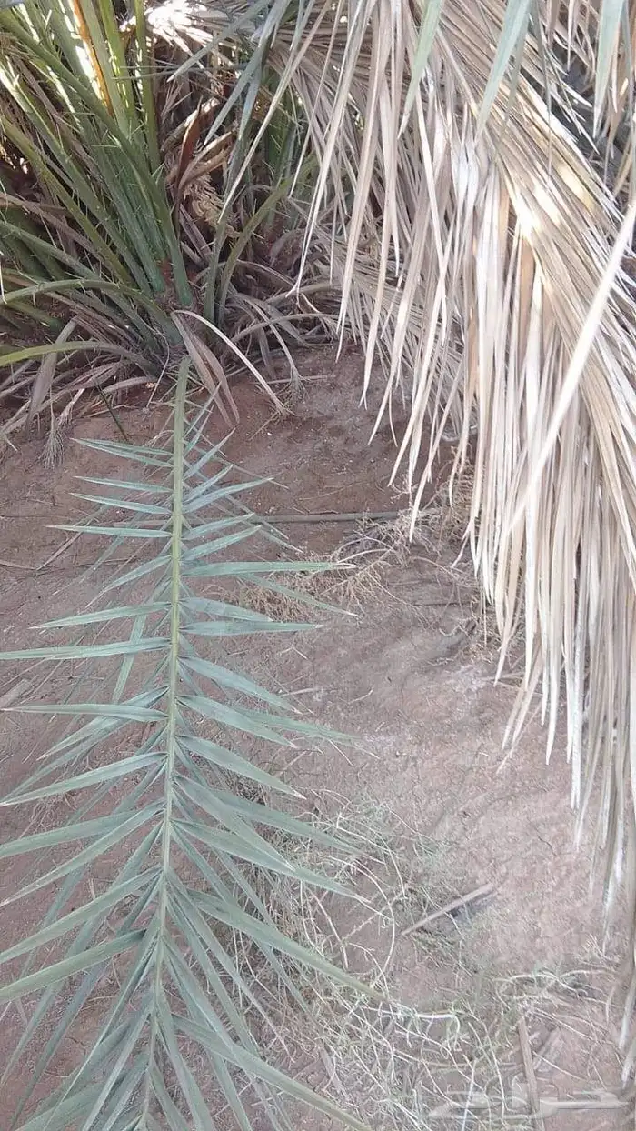عندي موجود جلا نخل. 1