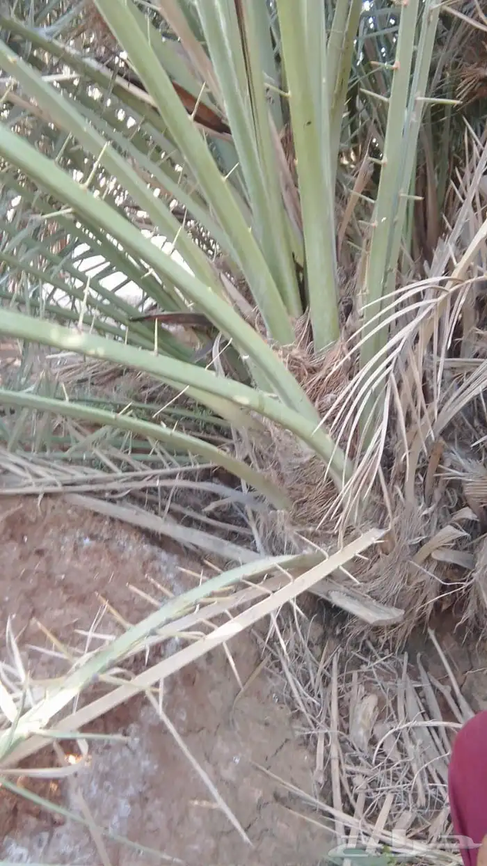 عندي موجود جلا نخل. 3