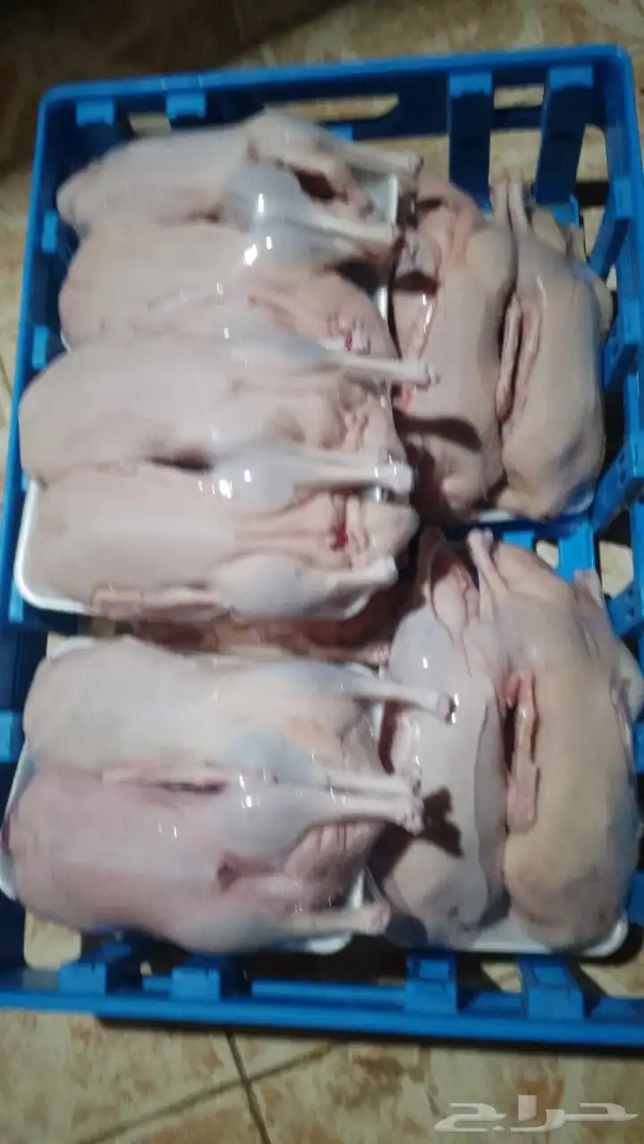 بط بكيني لحم ذبح يومي فرش لي يبي تواصل 3