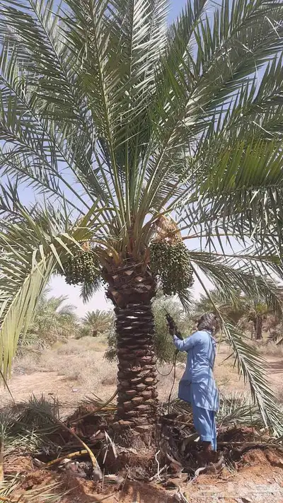 لدينا جميع المقاسات 6 متر 6 م 50 متر 3 م 9