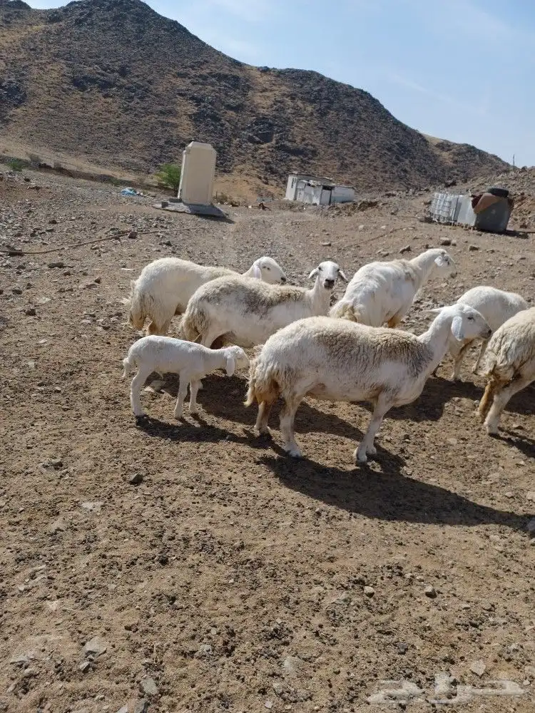 للبيع 40 رأس ضان وغنم ماعز حري نوادر هولنديات وحجازيات 4