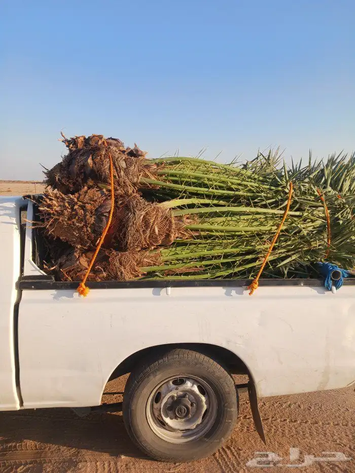 يوجد لدينا جميع انواع النخيل المثمرة وزينه 7