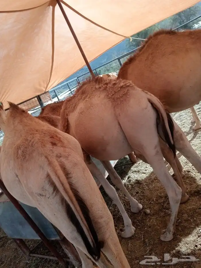 موقعنا مكة الرياض الباحة تبوك الخرج 24