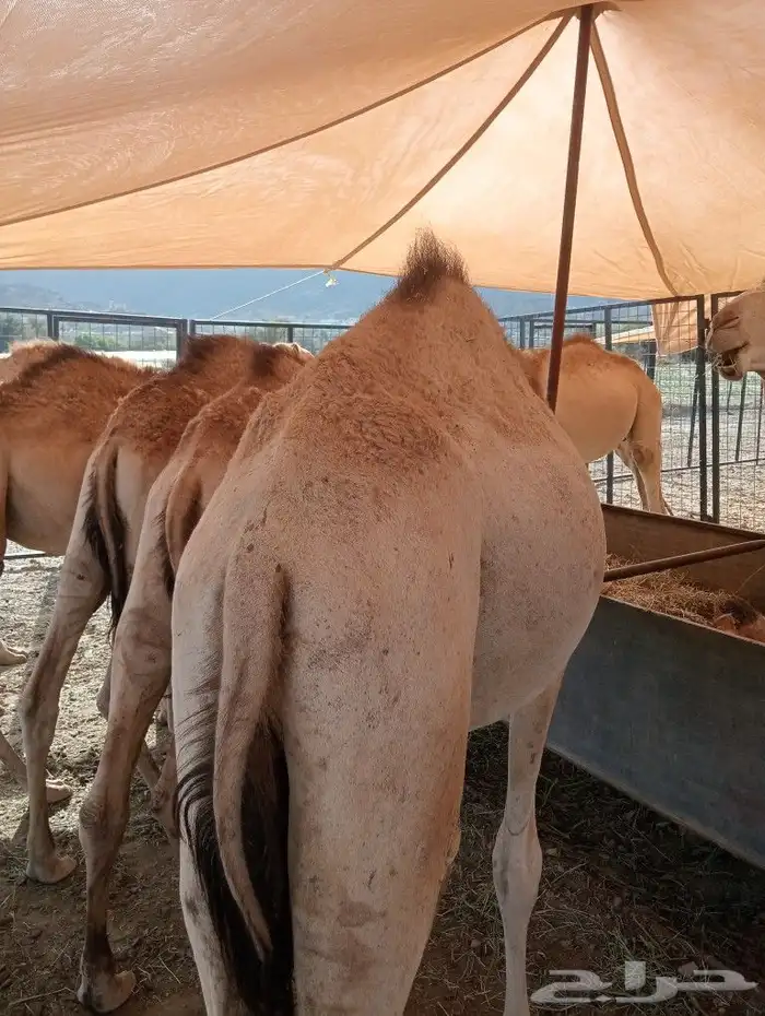 موقعنا مكة الرياض الباحة تبوك الخرج 29