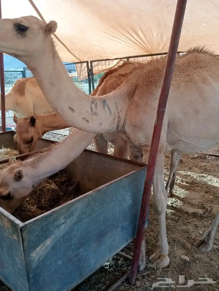 موقعنا مكة الرياض الباحة تبوك الخرج 26