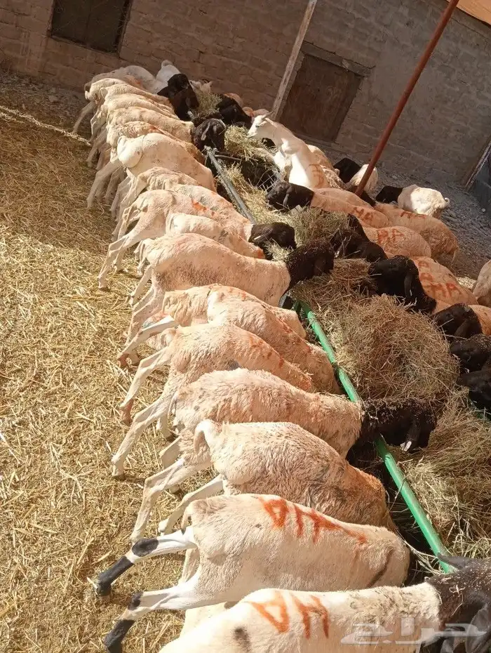 موقعنا مكة الرياض الباحة تبوك الخرج 12