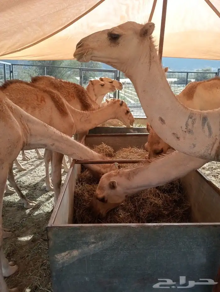 موقعنا مكة الرياض الباحة تبوك الخرج 27