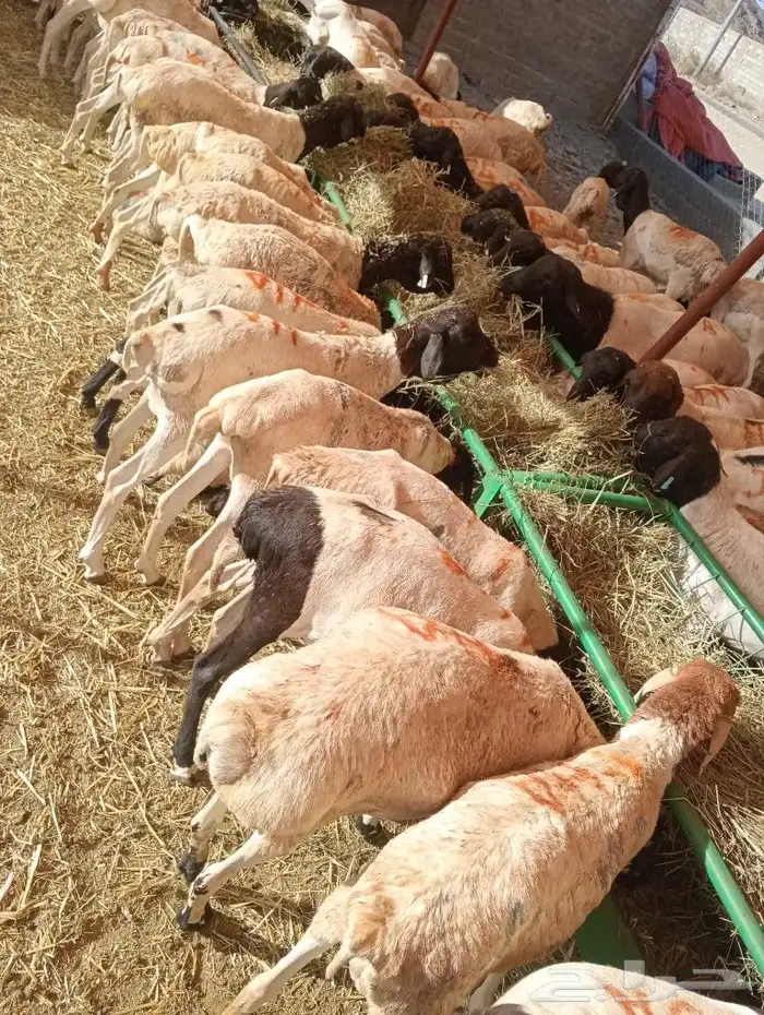 موقعنا مكة الرياض الباحة تبوك الخرج 10