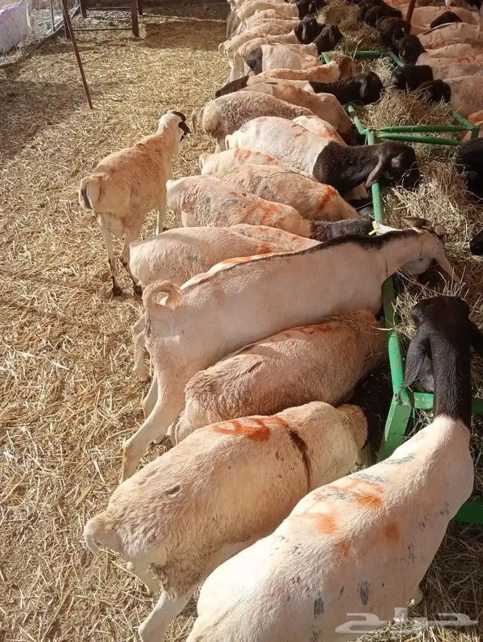 موقعنا مكة الرياض الباحة تبوك الخرج 14