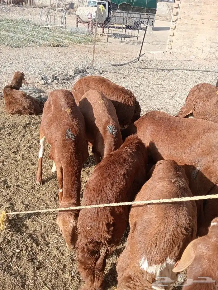 موقعنا مكة الرياض الباحة تبوك الخرج 0
