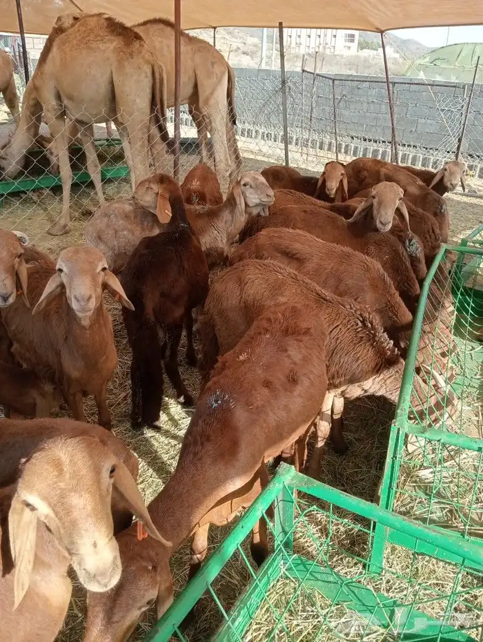 موقعنا مكة الرياض الباحة تبوك الخرج 5