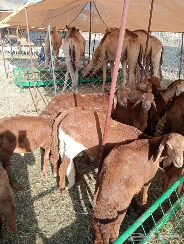 موقعنا مكة الرياض الباحة تبوك الخرج 4