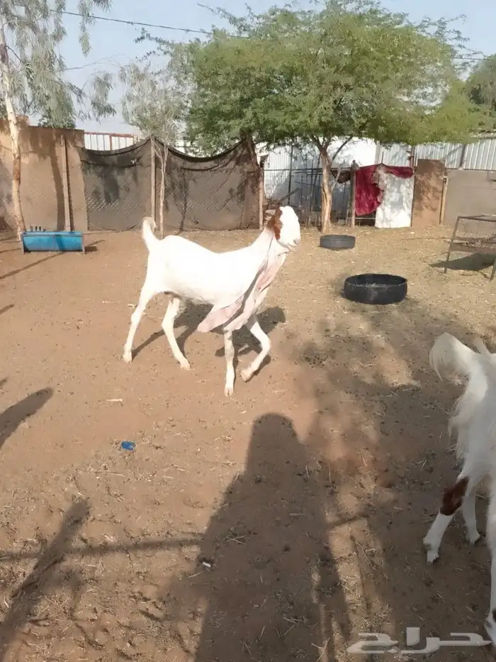 هولنديه رباع 0