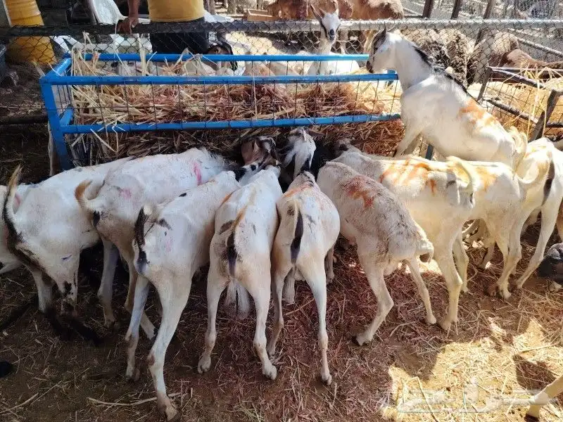 غنم بربري وتيوس بربري وحاشي استيراد صومالي 8