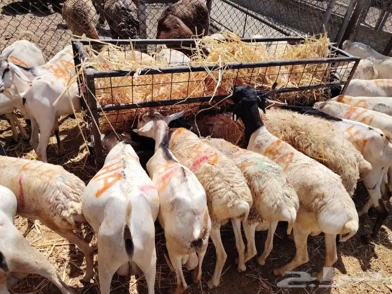 غنم بربري وتيوس بربري وحاشي استيراد صومالي 0