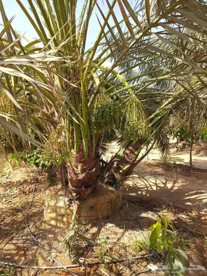 نخل فروخ صقعي ومجدول وخلاص 3