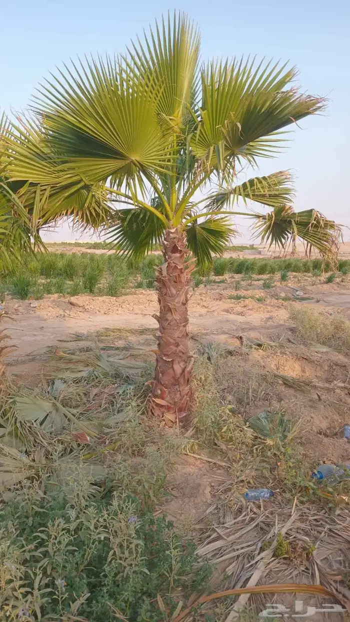 نخل واشنطونيا الزينه 2