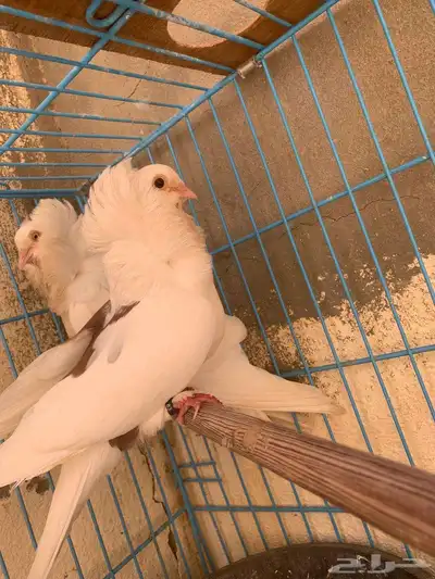 أعرض زوج ا جميل ا من الحمام البلجيكي مع 4 فروخ لطيفة 2