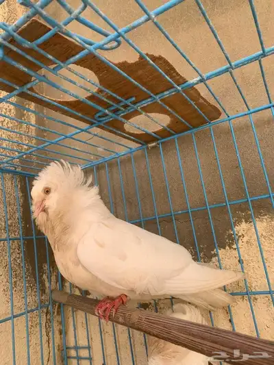 أعرض زوج ا جميل ا من الحمام البلجيكي مع 4 فروخ لطيفة 1