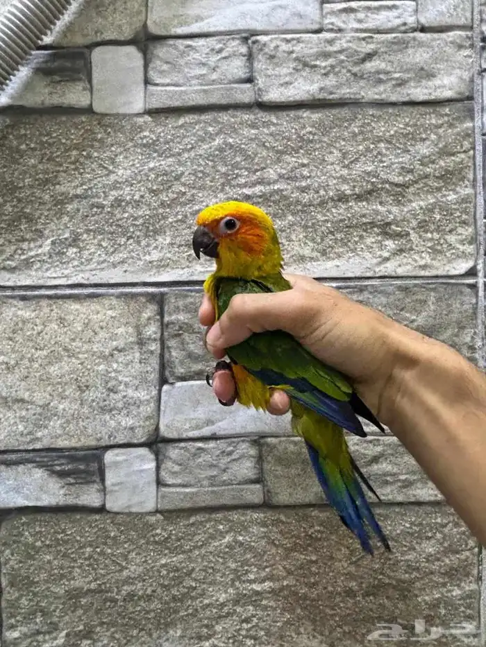 فروخ كنيور 3