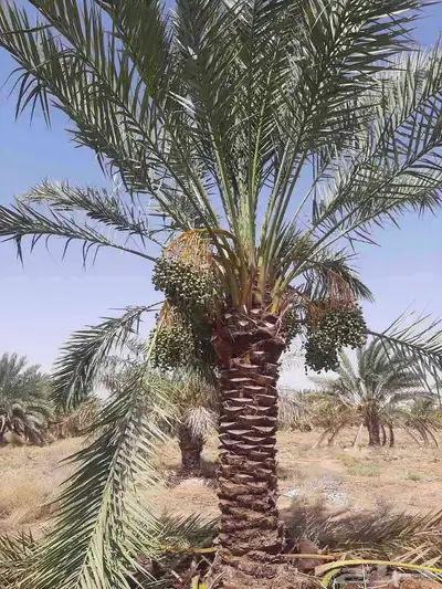 لدينا جميع المقاسات 6 متر 6 م 50 متر 3 م 11